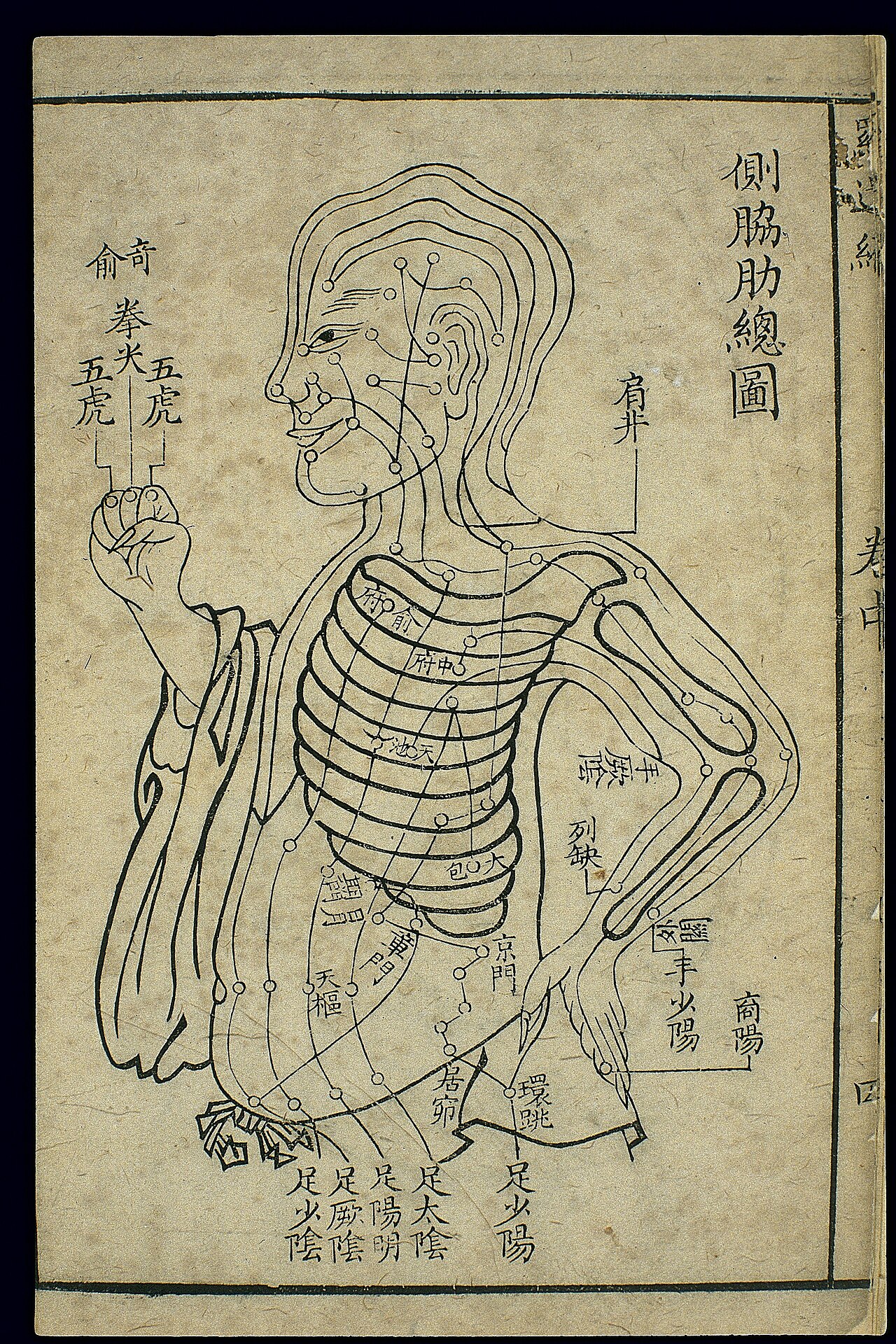 المرارة (足少阳胆经)